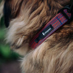 Del Día Dog Collar