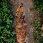 Del Día Dog Leash