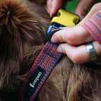 Del Día Dog Collar
