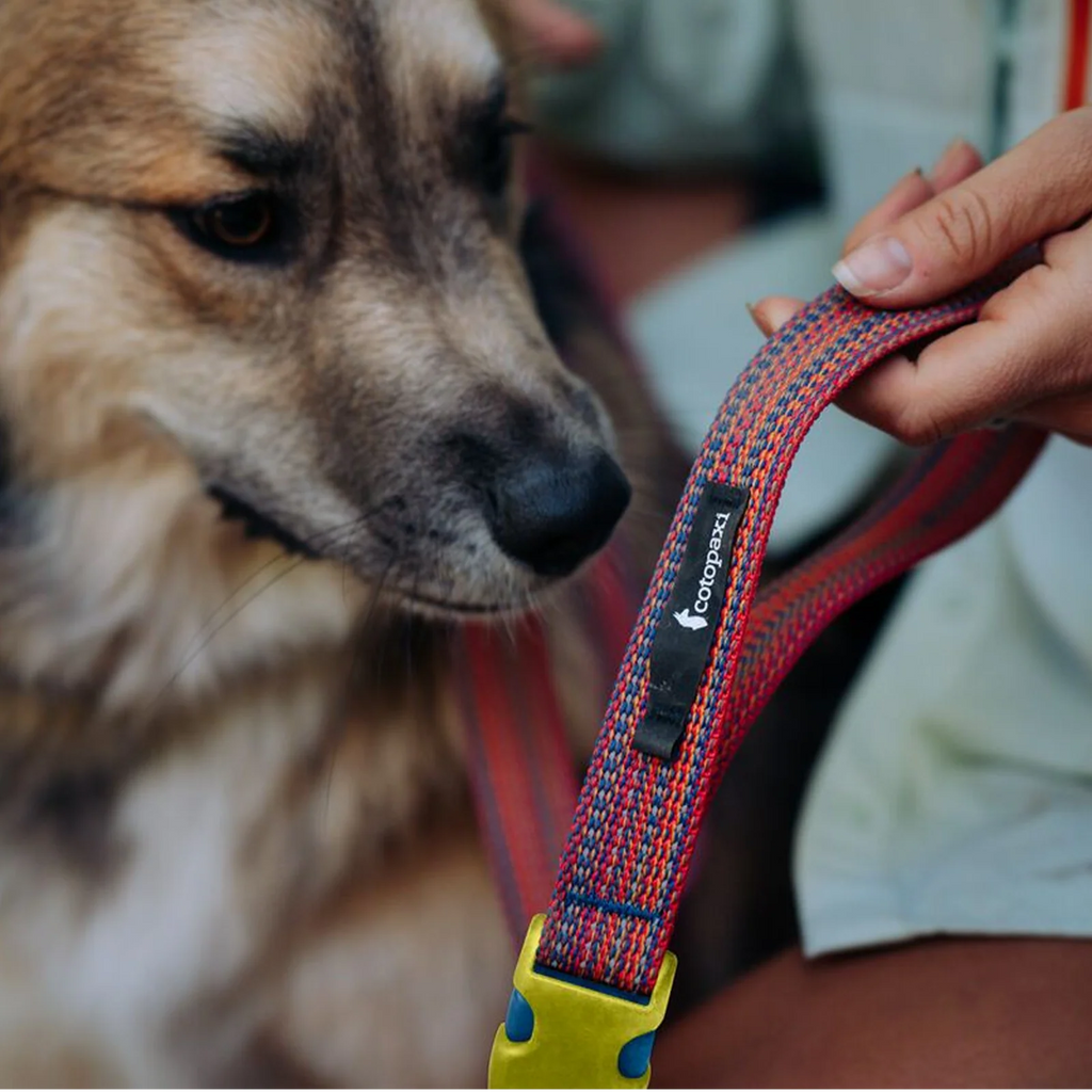 Del Día Dog Leash