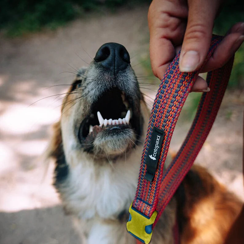 Del Día Dog Leash